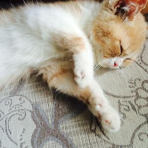 沈阳女人大战黑人28厘米视频
